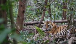 Pencari Kayu Mahang Diterkam Harimau di Hutan Rawa Siak